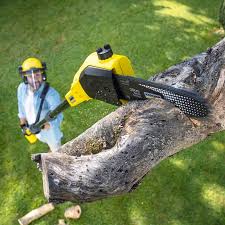 Best Stump Grinding and Removal  in Santa Moni, CA