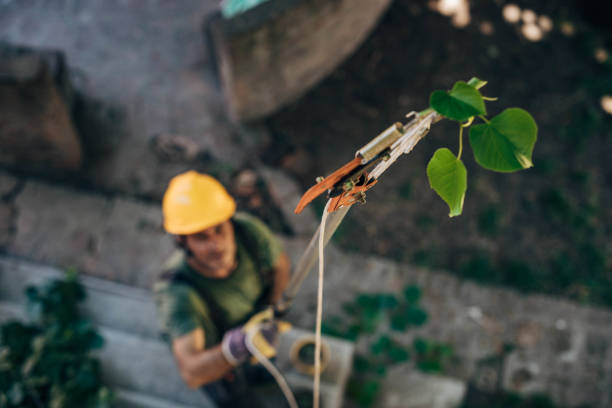 Best Tree Mulching  in Santa Moni, CA