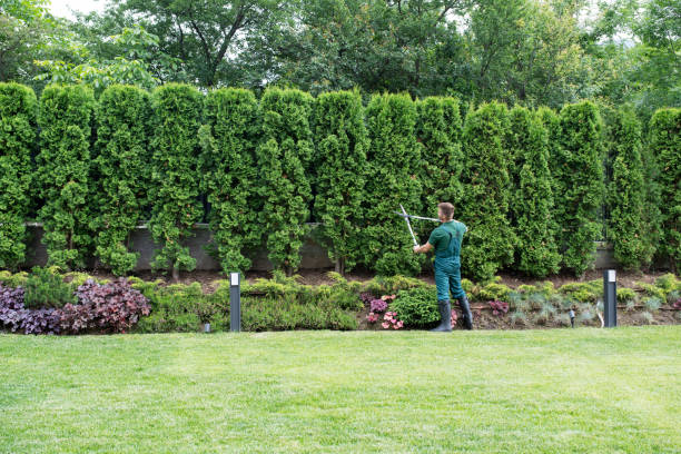 Lawn Watering Services in Santa Monica, CA