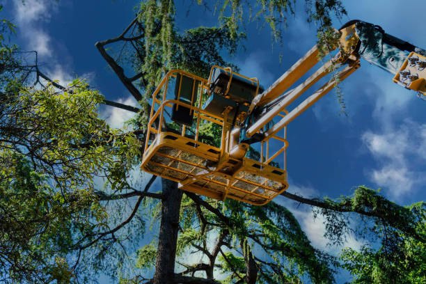 Best Emergency Tree Removal  in Santa Moni, CA