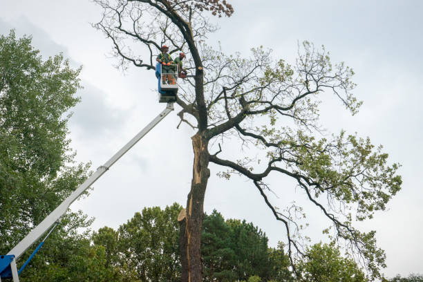 Professional Tree Removal in Santa Monica, CA