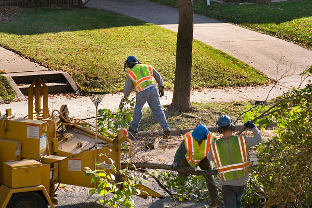 Best Tree Removal  in Santa Moni, CA