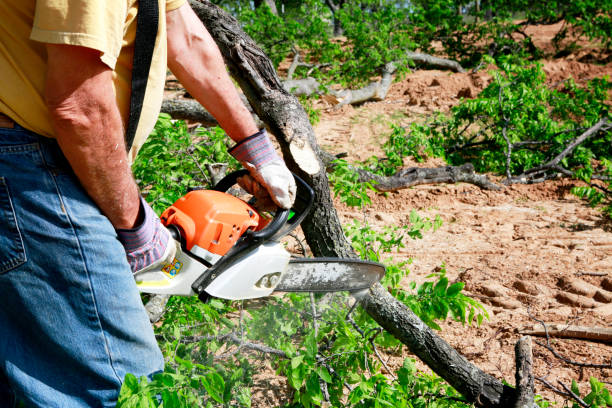 Best Commercial Tree Services  in Santa Moni, CA